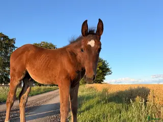 hästar En lovade framtidsstjärna!✨🤩 - Annons 3