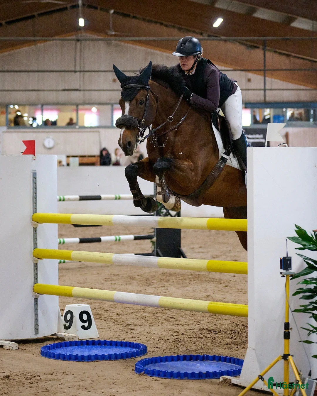 Hoppning hästar till salu: Toppstammad tävlingshäst - Annons 4