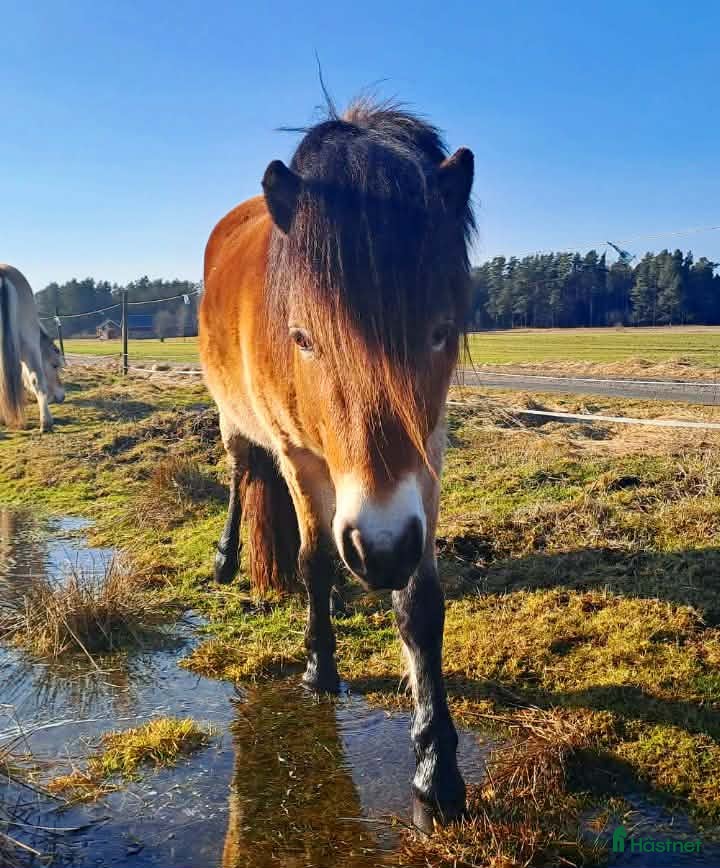  hästar Gotlandsruss valack 3 år med travstam - Annons 1