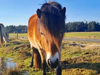 hästar Gotlandsruss valack 3 år, - Annons 1