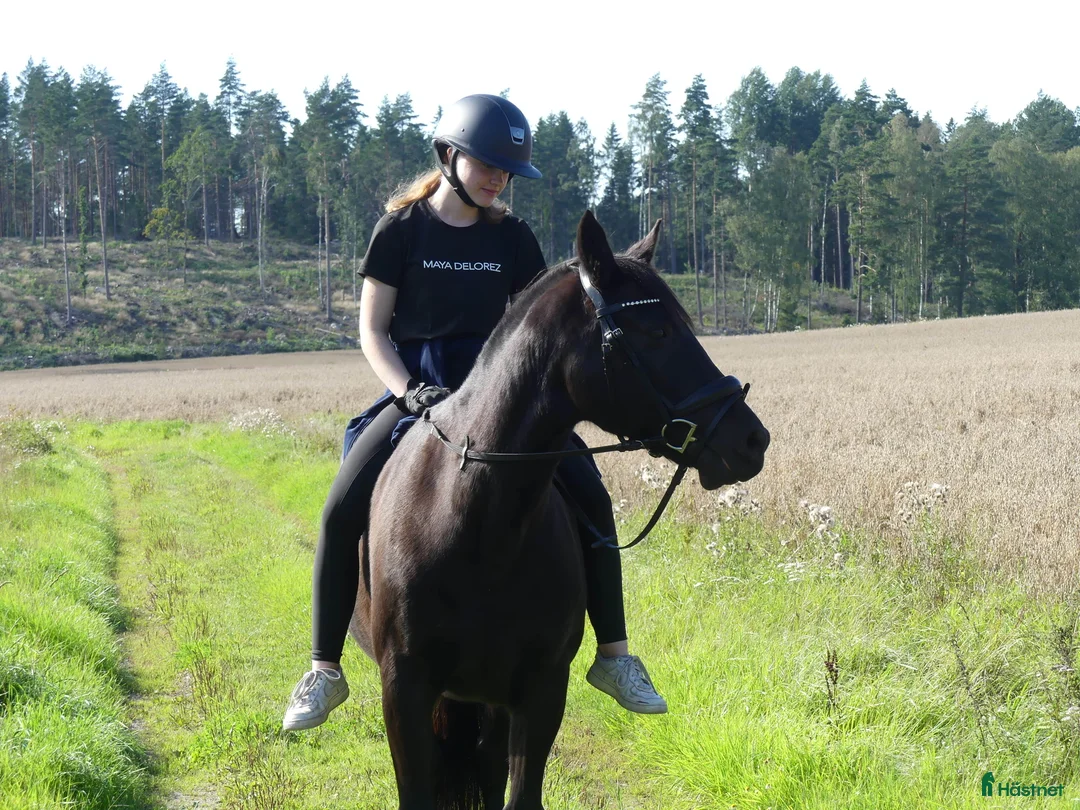 Allround hästar till salu: Läromästare för den tålmodige i Nyköping - Annons 1