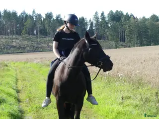 hästar Läromästare för den tålmodige i Nyköping - Annons 2