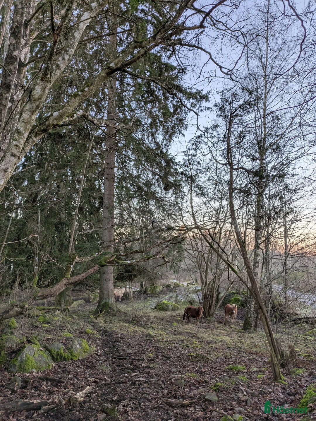 Allround hästar sökes: Ungponny för inkörning att köpa - Annons 4