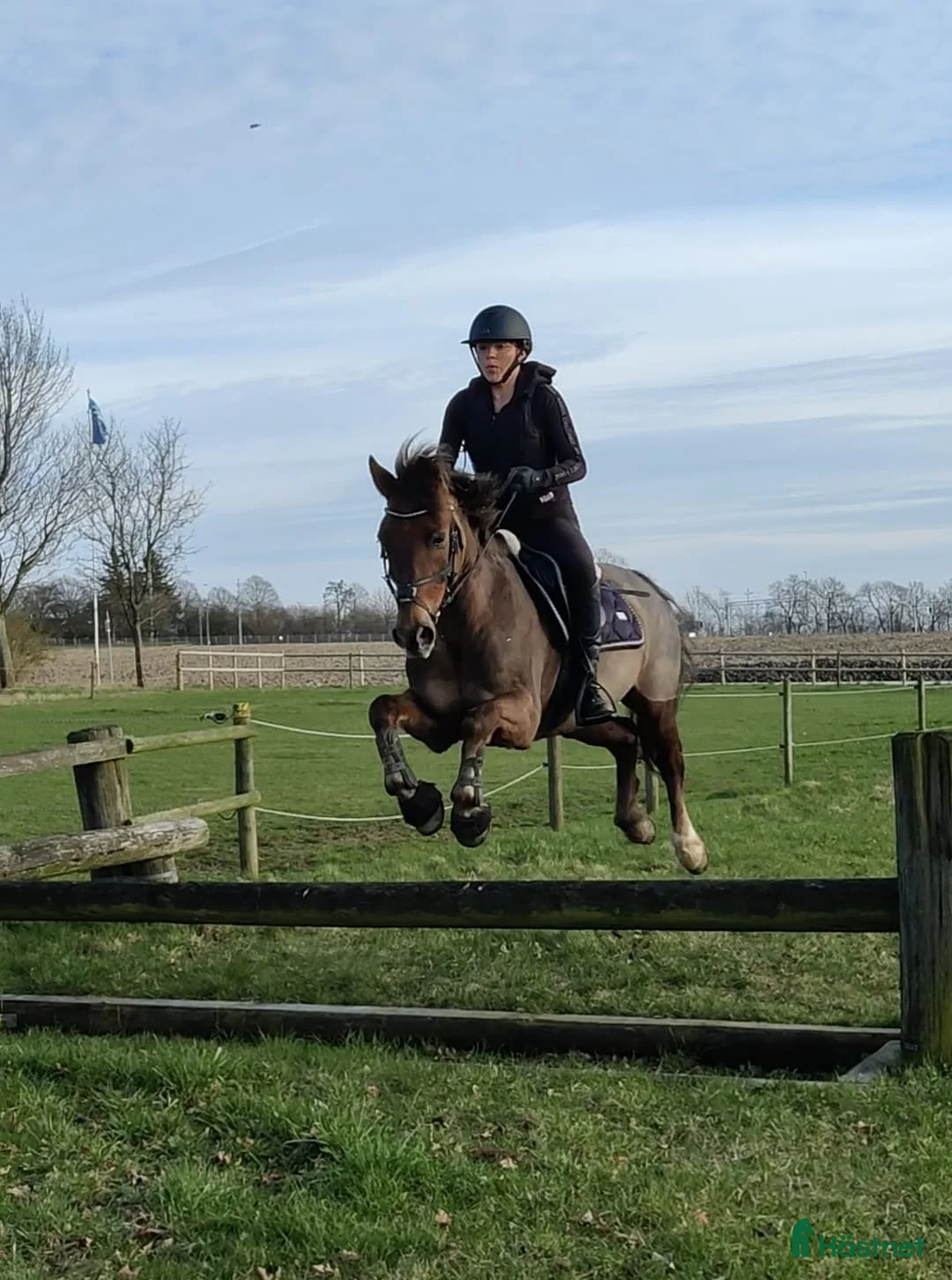 Allround hästar till salu: Trygg läromästare - Annons 2