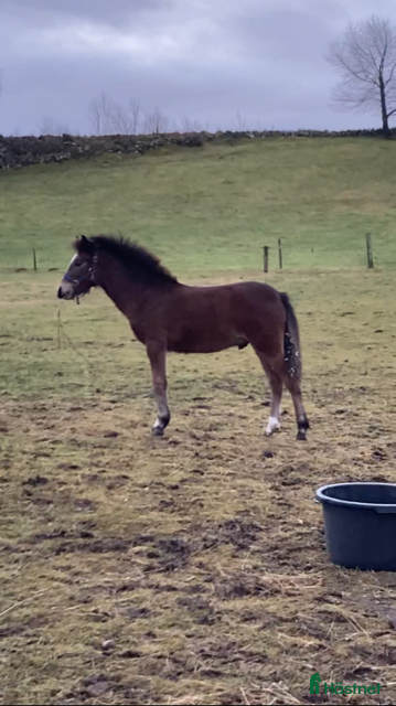  hästar Trevlig ungponny i Slöinge - Annons 9