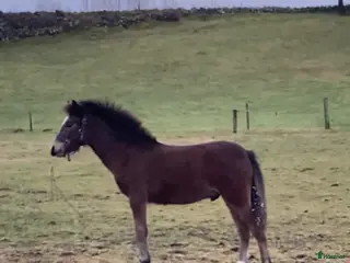 hästar Trevlig ungponny i Slöinge - Annons 9