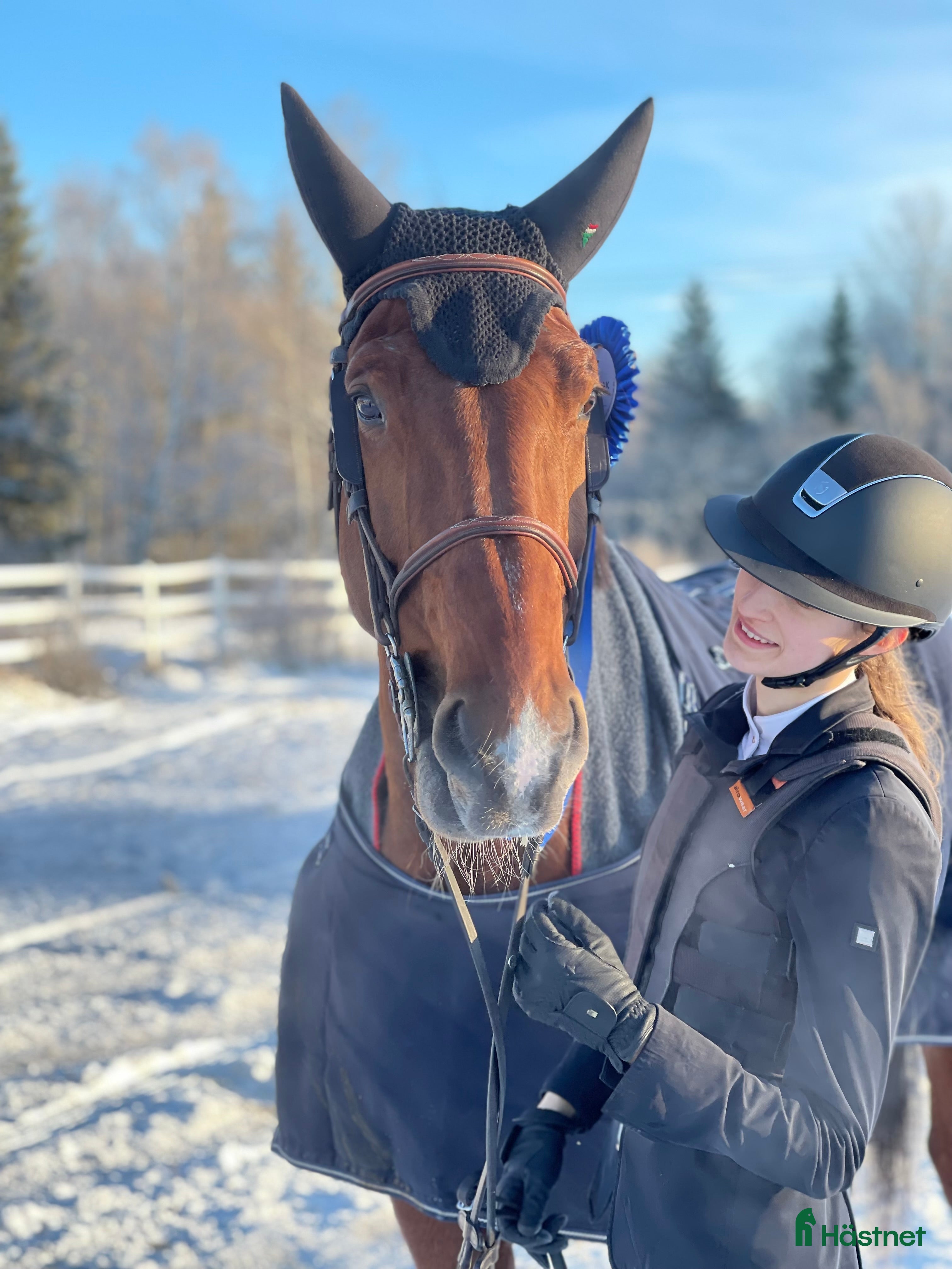  hästar Avelssto med toppstam - Annons 1