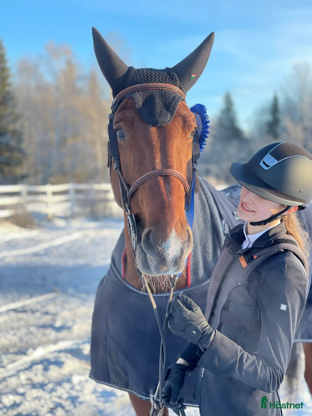 Avelshästar hästar till salu: Avelssto med toppstam - Annons 1