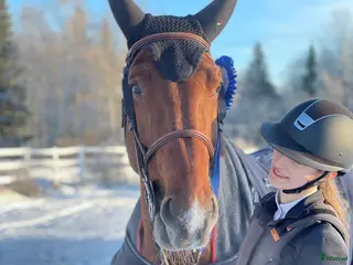 hästar Avelssto med toppstam - Annons 1