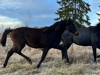 hästar Fantastiskt sto säljes! i Skultuna - Annons 2