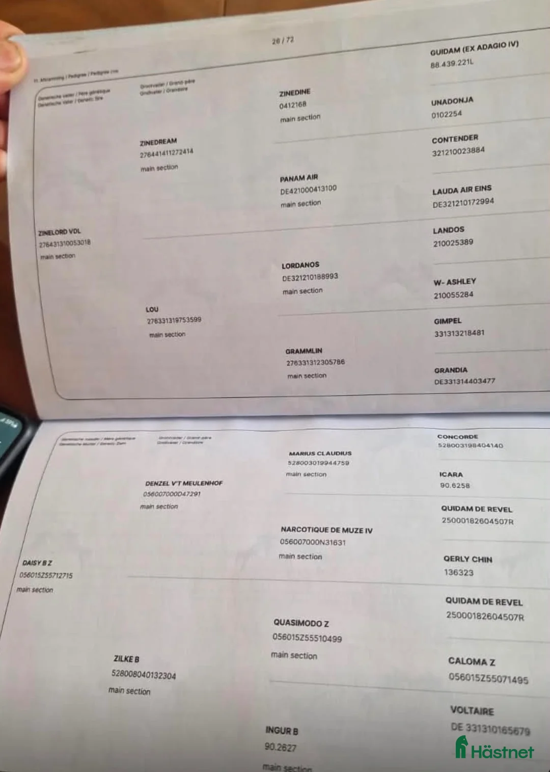 Hoppning hästar till salu: Hopphäst med lovande framtid - Annons 2