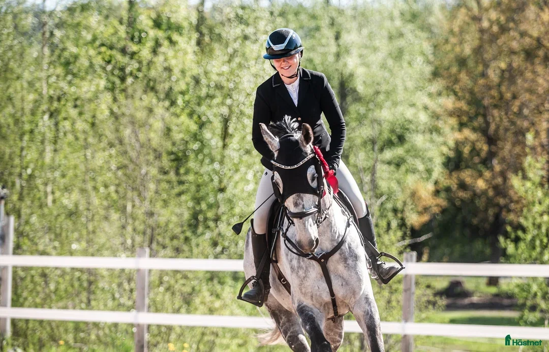 Hoppning hästar till salu: Rolig tävlingskompis i Hudiksvall - Annons 1