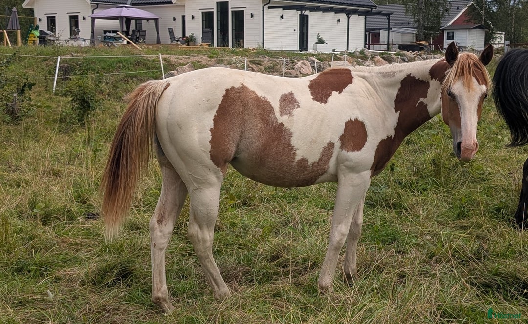 Western hästar till salu: Vackert paintsto i Kvicksund - Annons 1