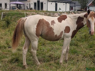 hästar Vackert paintsto i Kvicksund - Annons 1