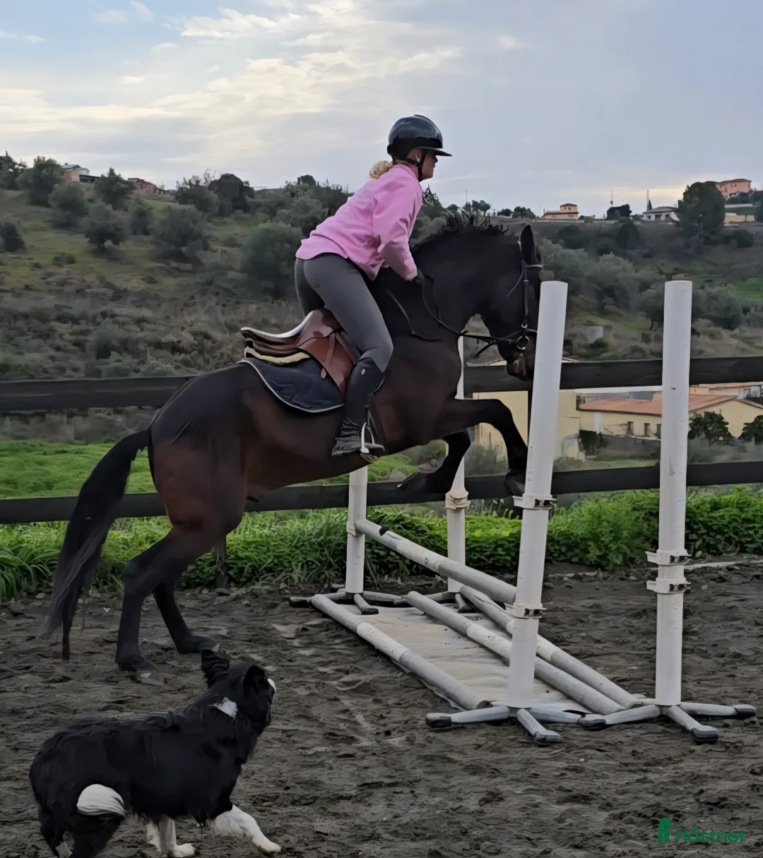 Övrigt hästar till salu: Trevliga hästar till salu i Spanien  i Mijas - Annons 5