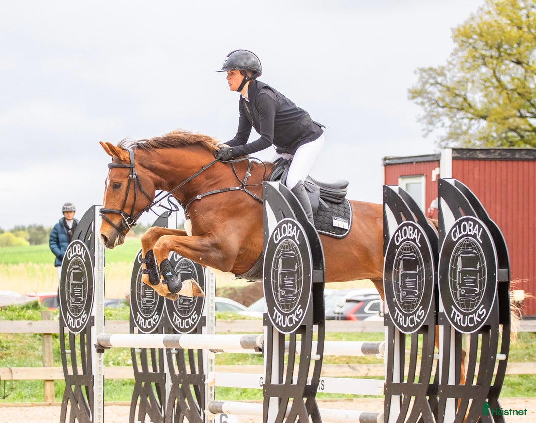 Hoppning hästar till salu: Vackert sto i Vikbolandet - Annons 4