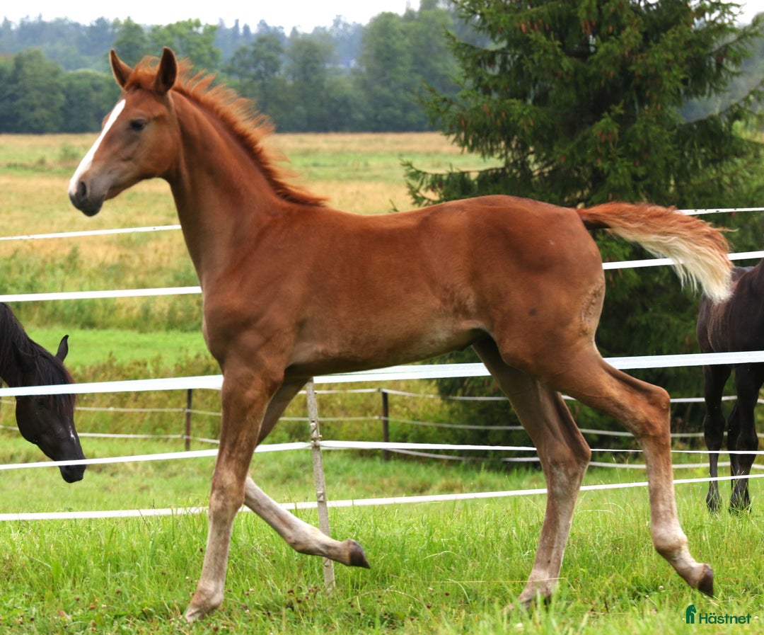 Dressyr hästar till salu: Charmigt sto e. Dutch Dream i Dyltabruk - Annons 6