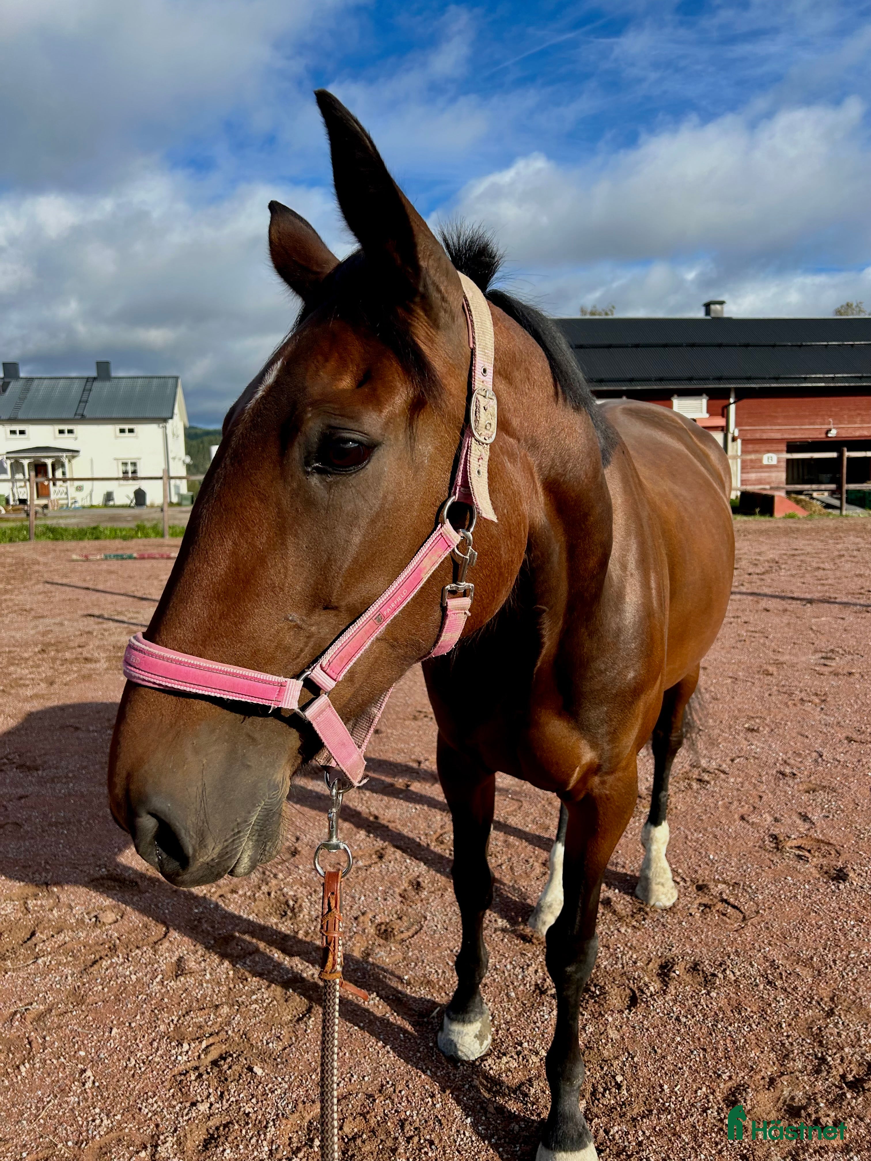  hästar Trevligt sto till ridning - Annons 4