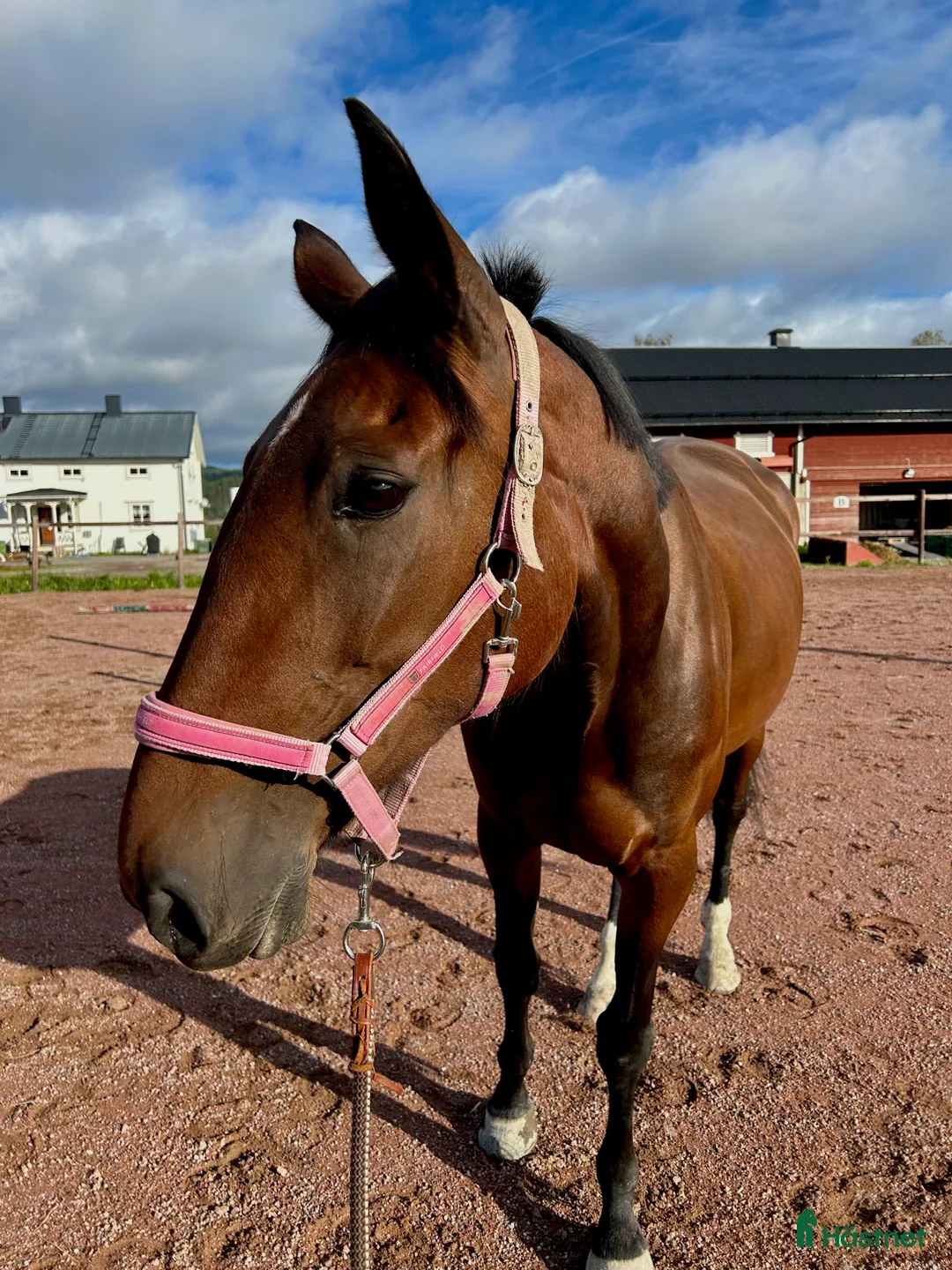 Allround hästar till salu: Trevligt sto till ridning - Annons 1