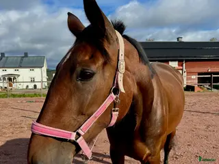 hästar Trevligt sto till ridning - Annons 13