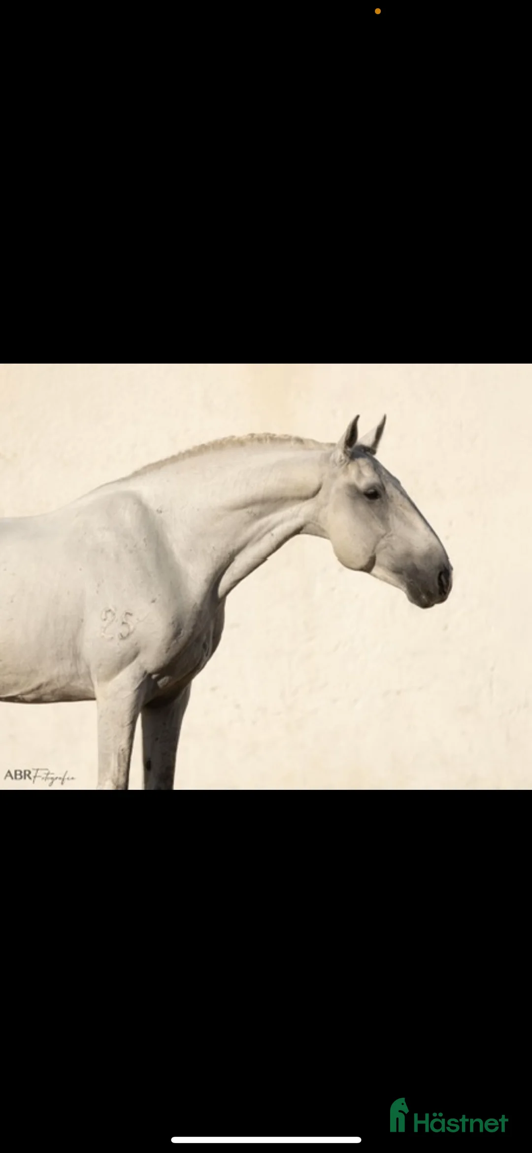 Dressyr hästar till salu: Fantastisk Lusitano  - Annons 2