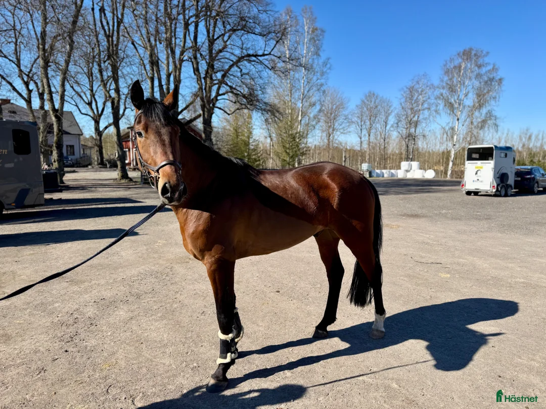 Hoppning hästar till salu: Trevlig valack! - Annons 1