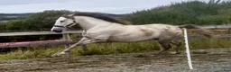 Avelshästar hästar till salu: 9 år P.R.E hoppe 168 cm, 4 føll - Annons 24