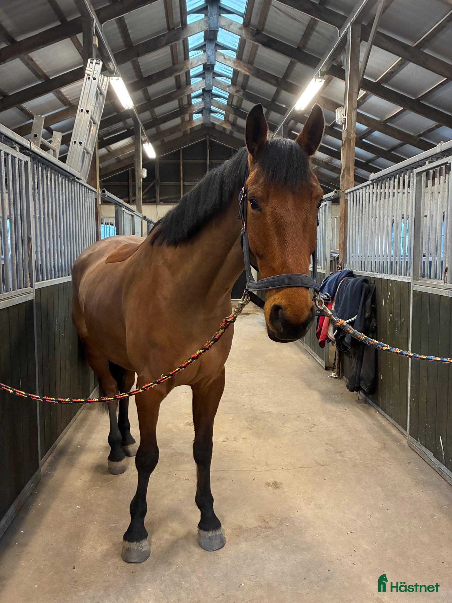  hästar Din nya bästa vän?  - Annons 1