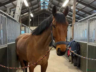 hästar Din nya bästa vän? - Annons 1