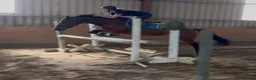 Hoppning hästar till salu: Jumping ponies  - Annons 8