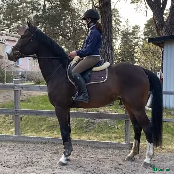 Hoppning hästar till salu: Härlig hopptalang med underbart temperament - Annons 5
