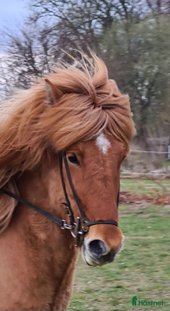  hästar Rödblack stor valack - Annons 1