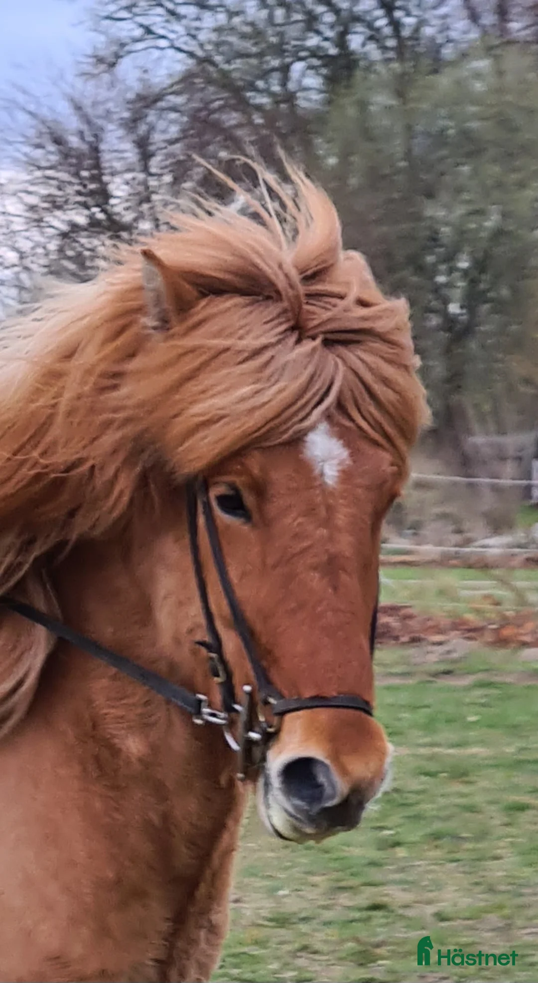 Island hästar till salu: Rödblack stor valack - Annons 1