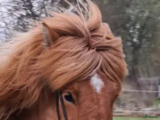 hästar Rödblack stor valack - Annons 1