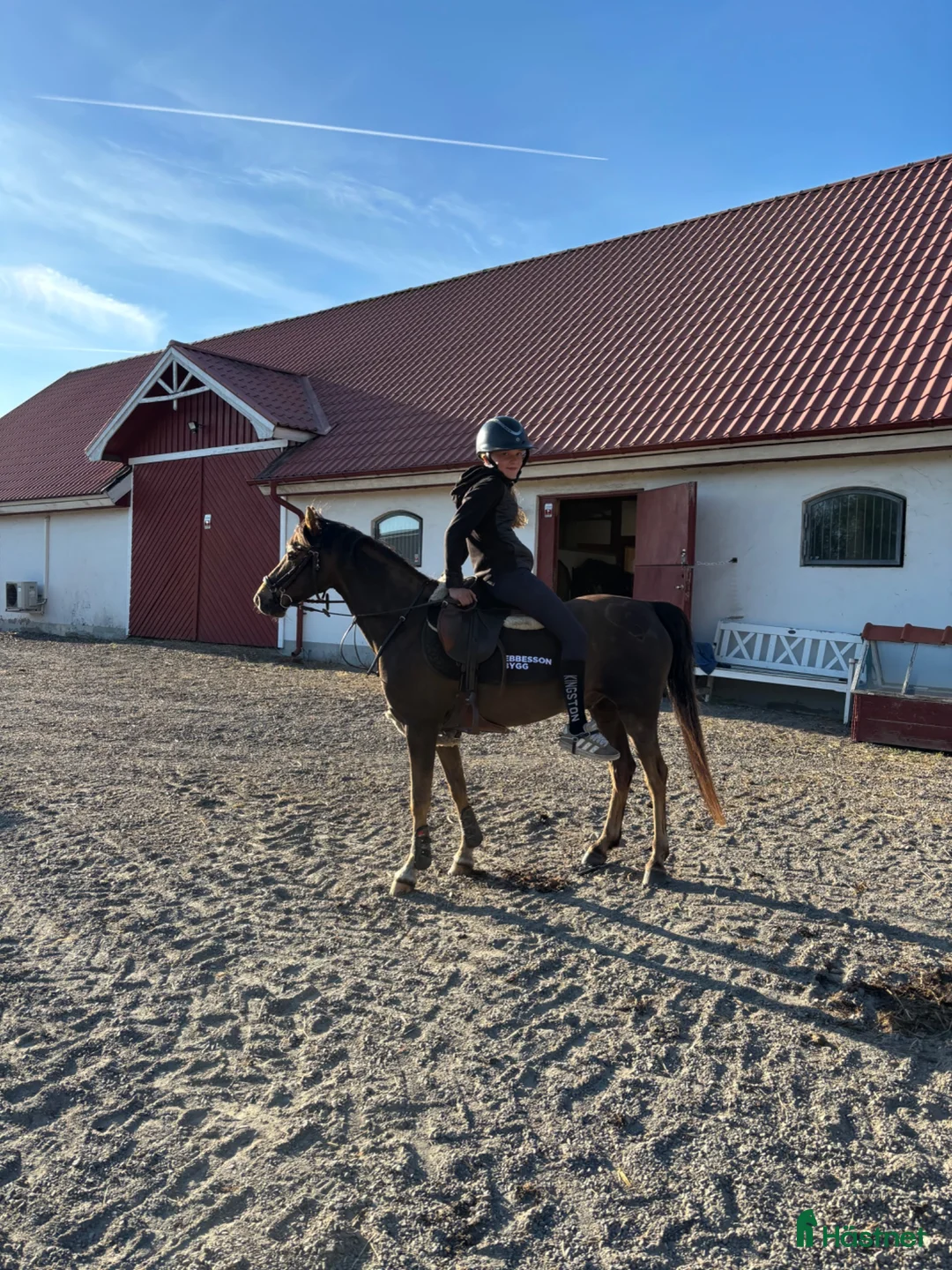 Hoppning hästar till salu: Trevlig B-ponny - Annons 2