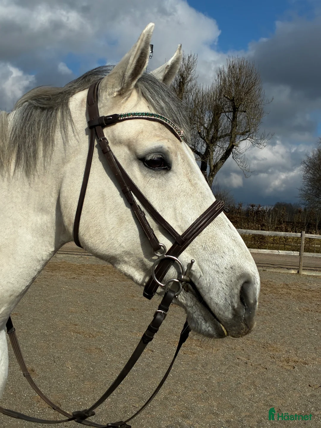 Allround hästar till salu: Trevliga D ponnyer till salu - Annons 3