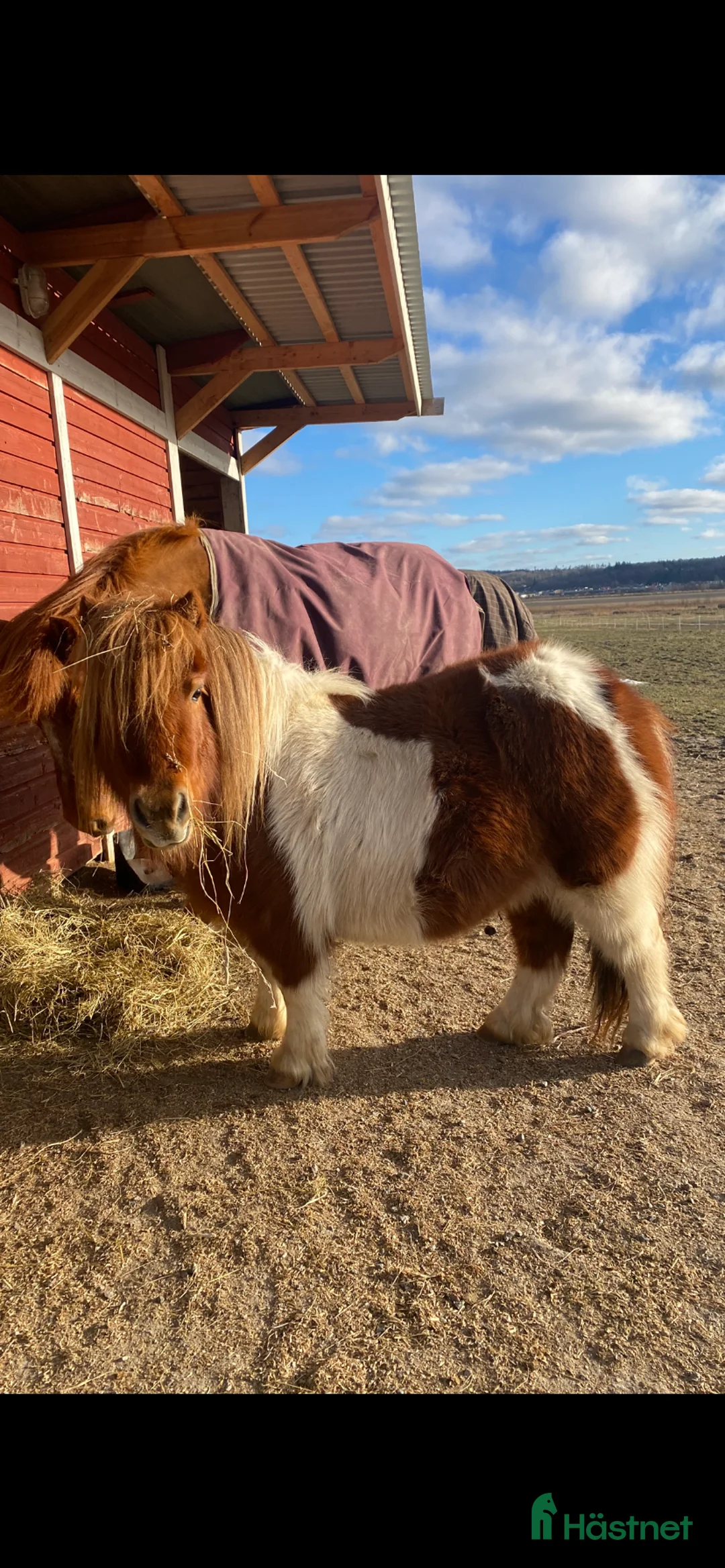 Allround hästar till salu: Söta Plutten!  Liten Shetlandsvalack 3 år i Romelanda - Annons 2