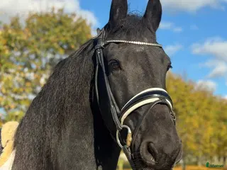 hästar En sportig och framåt friservalack. i Kristianstad - Annons 2