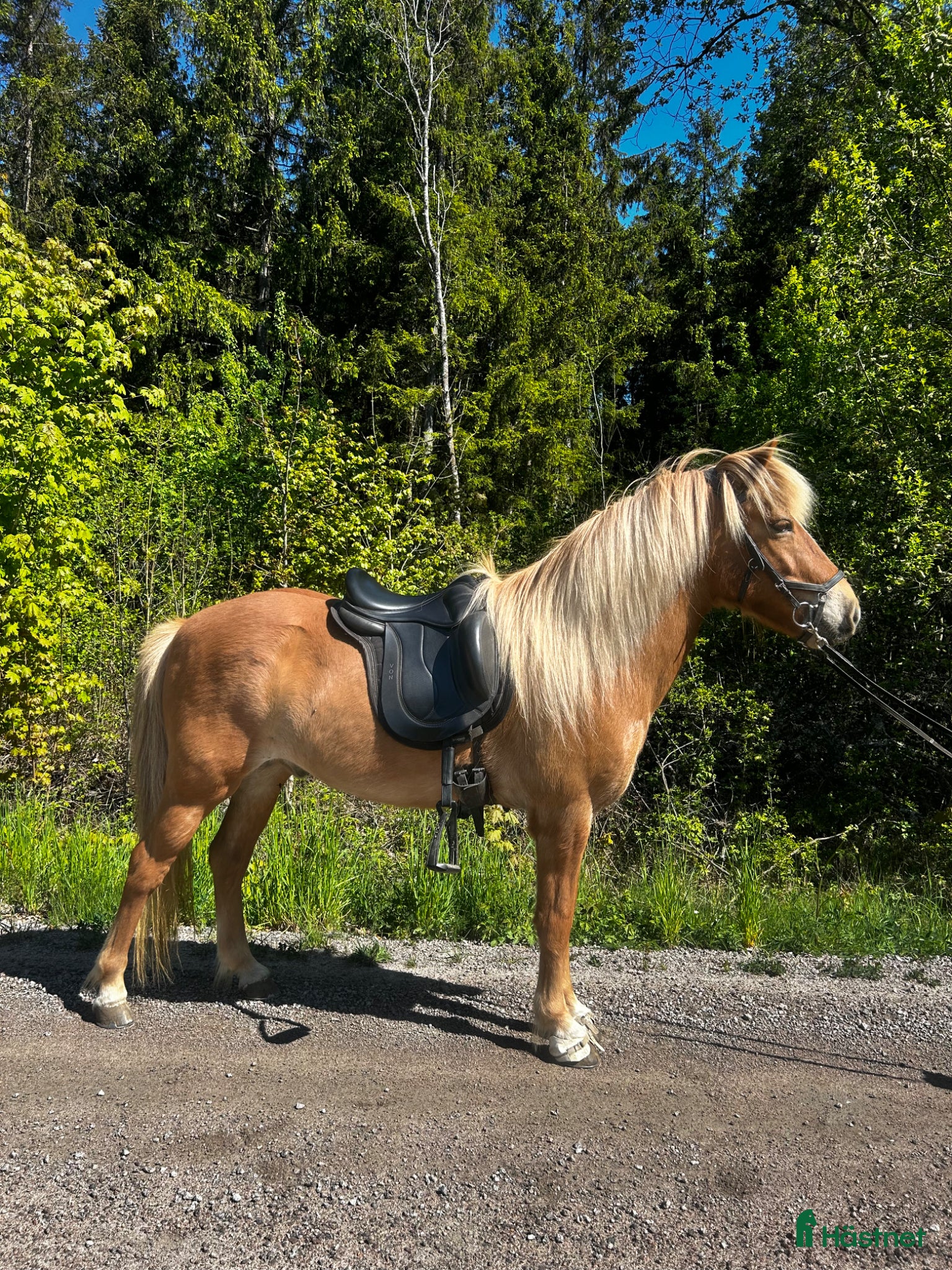  hästar Rolig valack med mycket att utveckla  - Annons 2