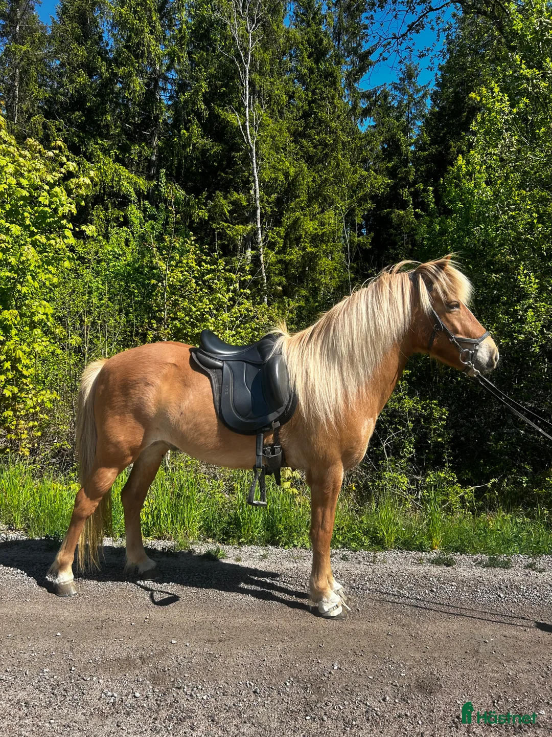 Island hästar till salu: Rolig valack med mycket att utveckla  - Annons 1