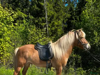 hästar Rolig valack med mycket att utveckla - Annons 3