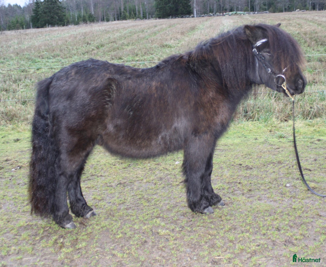 Allround hästar till salu: Okomplicerad shetlandsvalack  i Älgarås - Annons 4