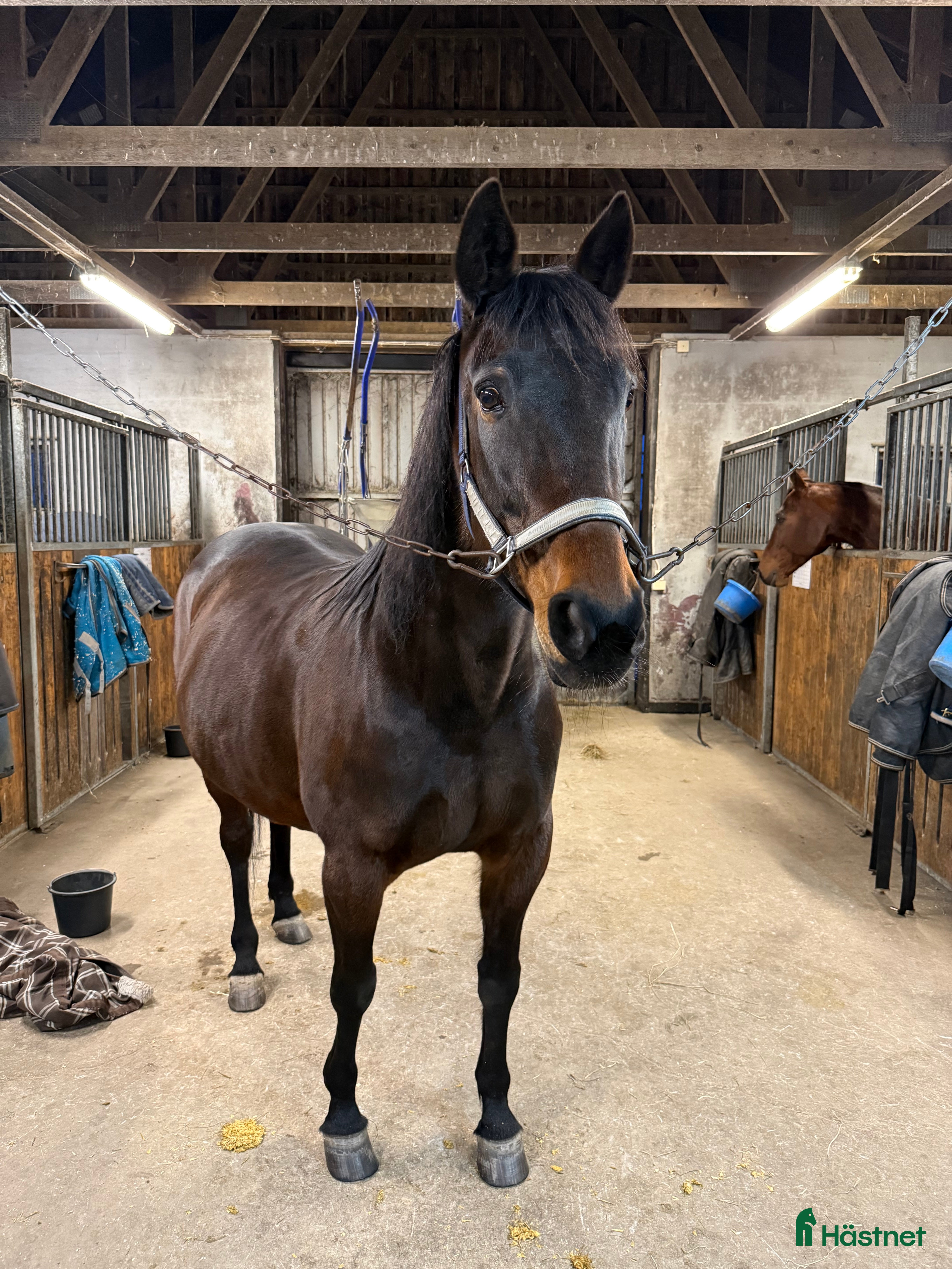  hästar Tyra skänkes bort till ett lovande bra hem  i Uddevalla - Annons 1