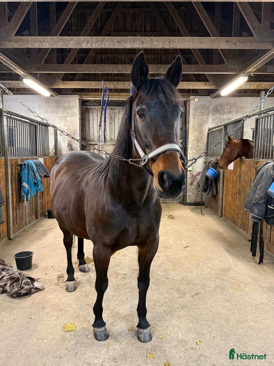 Sällskap hästar till salu: Tyra skänkes bort till ett lovande bra hem  i Uddevalla - Annons 1