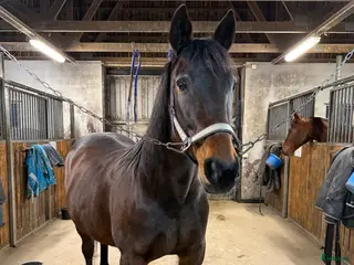 hästar Tyra skänkes bort till ett lovande bra hem i Uddevalla - Annons 1