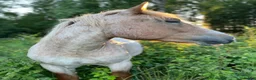 Övrigt hästar till salu: Ardenner intressekoll i Dalsjöfors - Annons 1