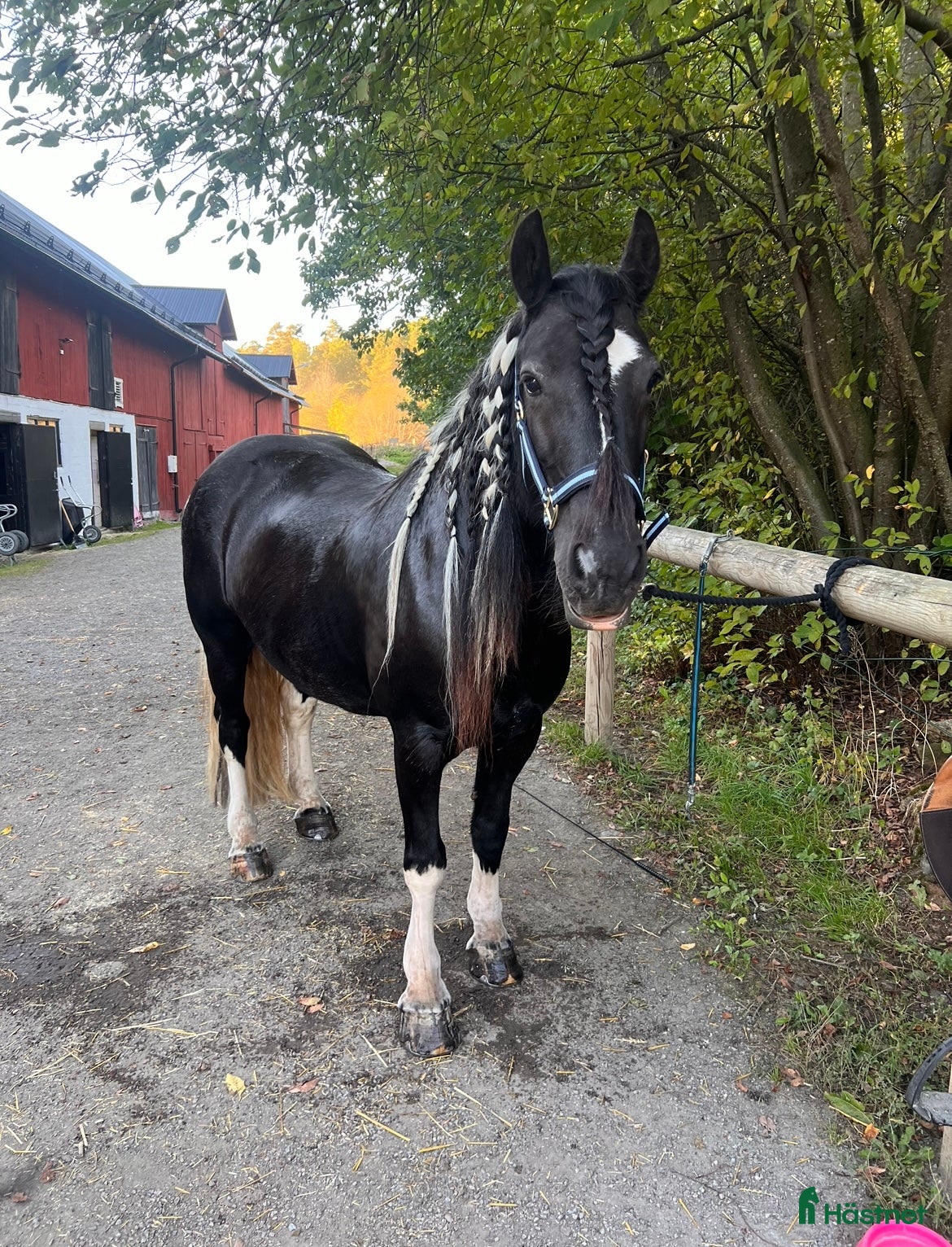  hästar Vacker drömponny i Uppsala - Annons 5
