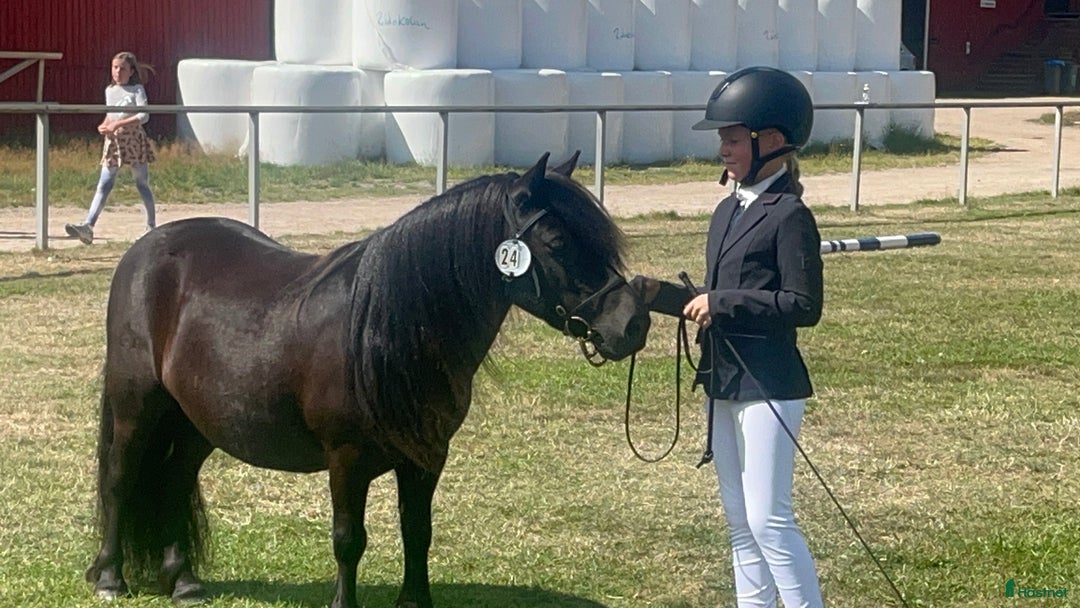 Allround hästar till salu: Barnens bästa vän i Trelleborg - Annons 13