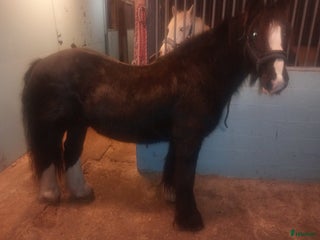 hästar Maxad D- Ponny Dressyr o Hoppning i Laholm - Annons 3