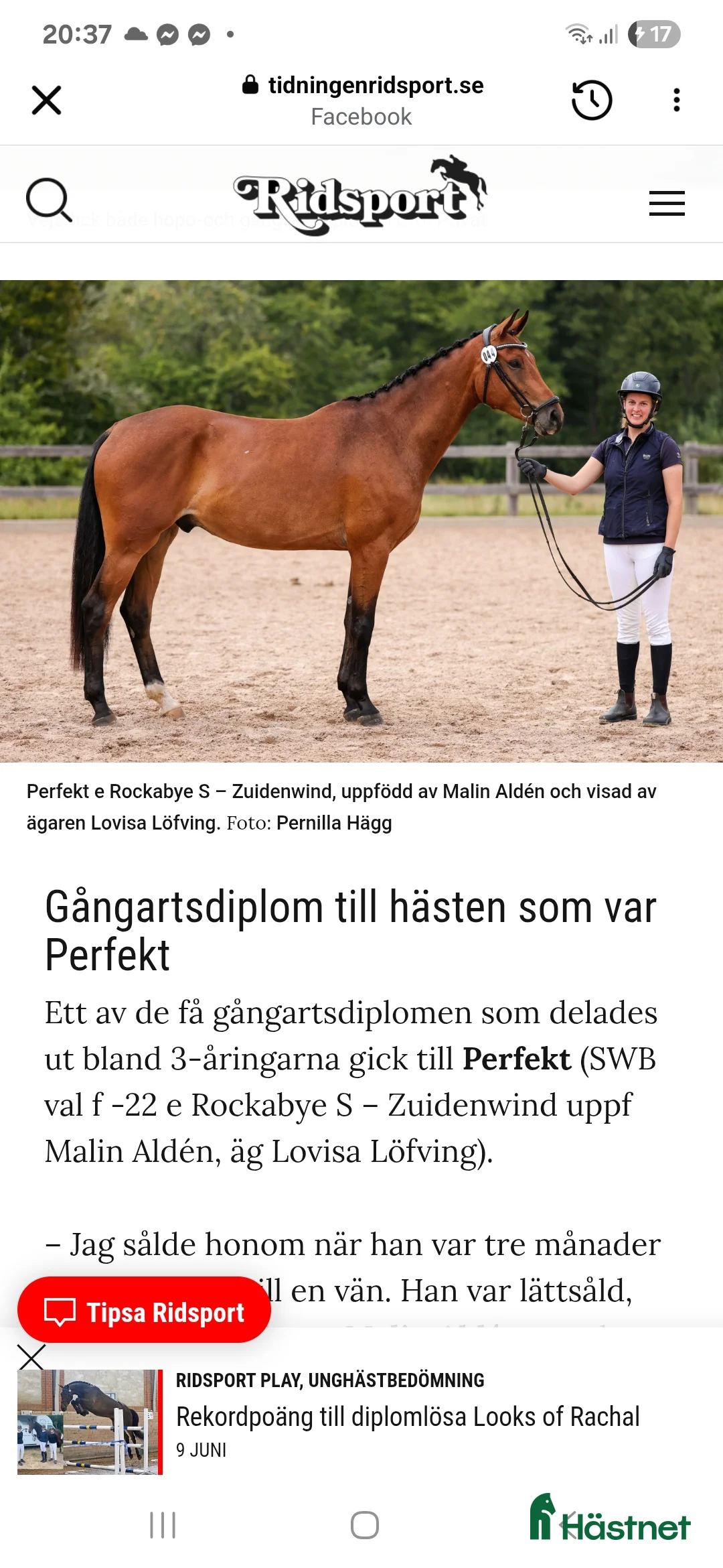 Dressyr hästar till salu: Din nästa tränings/tävlings kompis i Svärtinge - Annons 5